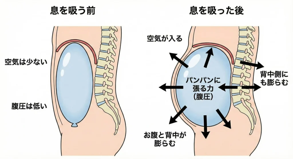 腹圧の仕組みを風船に例えた横向きの比較図解。左側は「息を吸う前」で風船が萎んでおり腹圧が低い状態。右側は「息を吸った後」で、空気が入り風船がパンパンに膨らみ、お腹の前方だけでなく背中側（背骨方向）にも内側から外へ広がる力（腹圧）が働いている様子を示したイラスト。