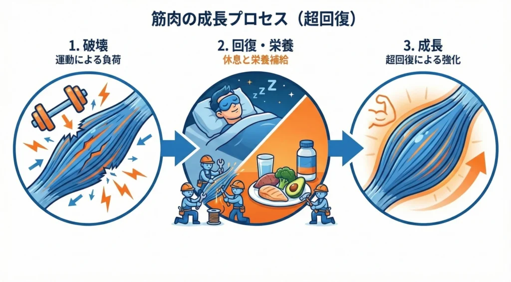 筋トレによる筋肉の破壊と、睡眠・栄養による修復、そして超回復による成長のプロセスを解説した図解イラスト。
