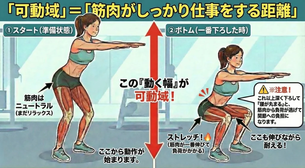 スクワットの可動域と筋肉のストレッチ状態を解説する図解。正しいフォームと腰の丸まり(バットウィンク)への注意点。
