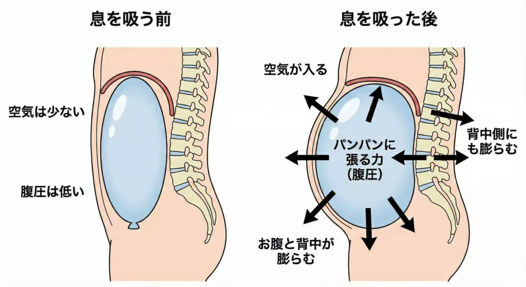 腹圧の仕組みを風船に例えた横向きの比較図解。左側は「息を吸う前」で風船が萎んでおり腹圧が低い状態。右側は「息を吸った後」で、空気が入り風船がパンパンに膨らみ、お腹の前方だけでなく背中側（背骨方向）にも内側から外へ広がる力（腹圧）が働いている様子を示したイラスト。
