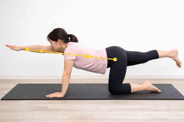  体幹 トレーニング バードドッグ 腰痛改善